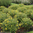 St. John's Wort, Sunny Boulevard® St. John's Wort