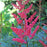 Astilbe, Ruby Red Astilbe