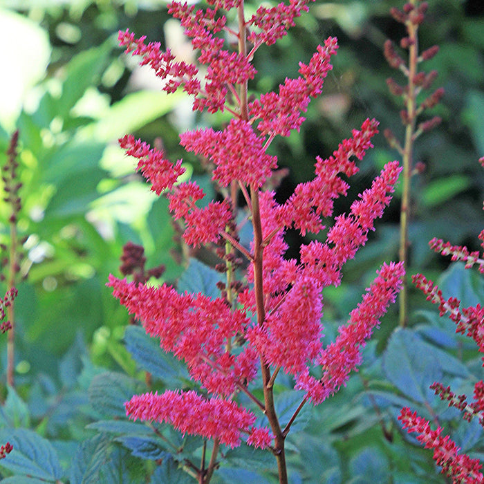Astilbe, Ruby Red Astilbe