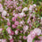 Almond, Pink Flowering Almond