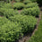 Aster, Raydon's Favorite Aromatic Aster