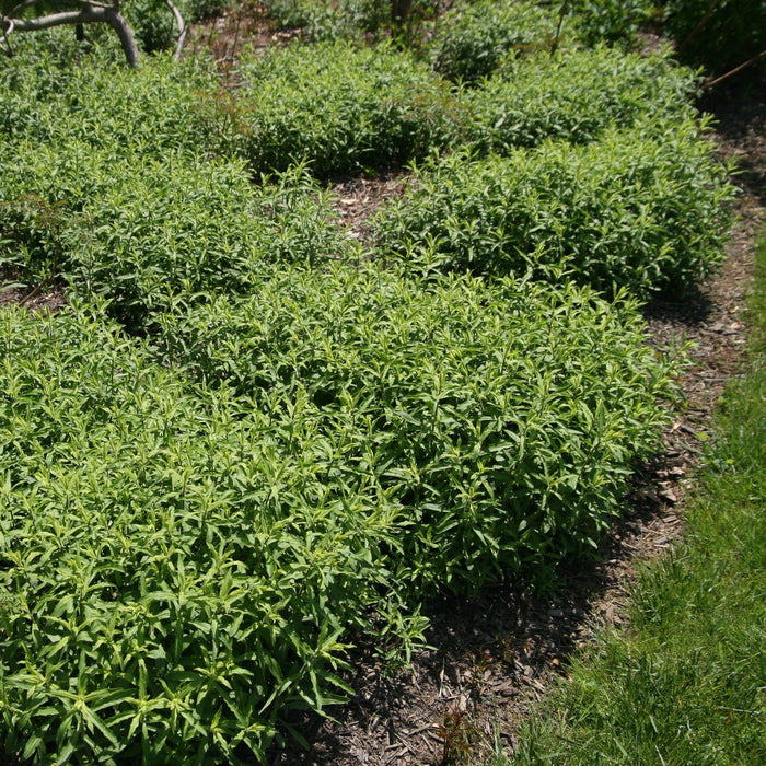 Aster, Raydon's Favorite Aromatic Aster