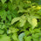 Spikenard, Sun King Golden Japanese Spikenard