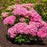 Hydrangea, Bloomin' Easy® Starfield™ Hydrangea