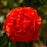Rose, True Bloom™ True Passion™ Rose