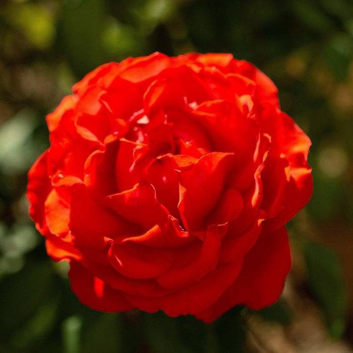 Rose, True Bloom™ True Passion™ Rose