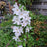 Clematis, Guernsey Flute™ Clematis