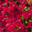 Azalea, Johanna Azalea