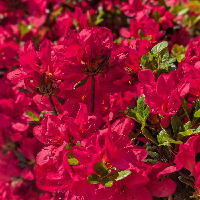 Azalea, Johanna Azalea
