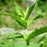 Spearmint