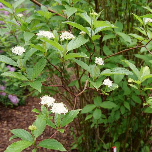 Dogwood, Arctic Fire® Red Twig Dogwood