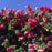 Rose, Eden Climber® Pretty in Pink Rose