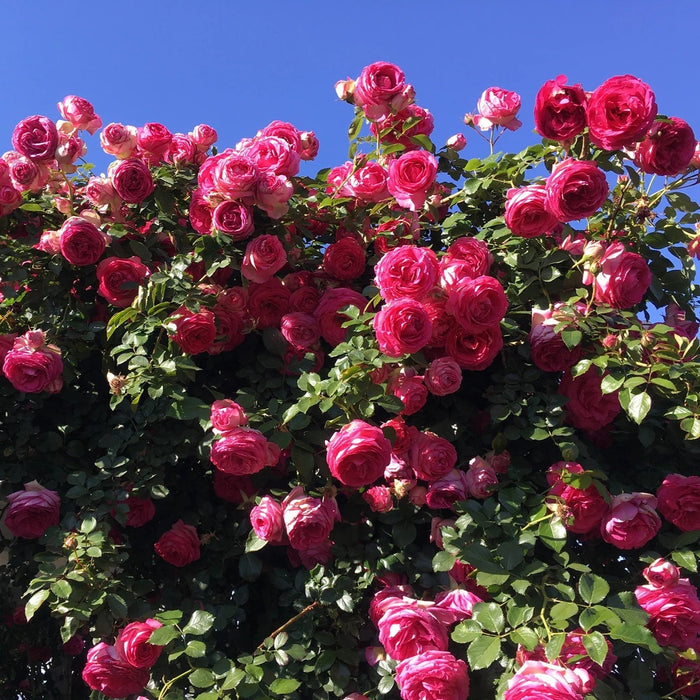 Rose, Eden Climber® Pretty in Pink Rose
