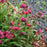 Lungwort, Raspberry Splash Lungwort