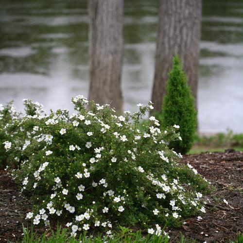 Cinquefoil, Happy Face® White Potentilla