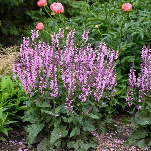 Salvia, Color Spires® Pink Dawn Salvia