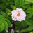 Rose, Snow Pavement Rugosa Rose
