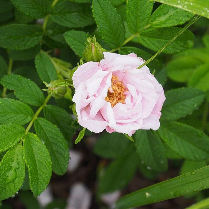 Rose, Snow Pavement Rugosa Rose