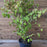 Viburnum, Shasta Doublefile Viburnum