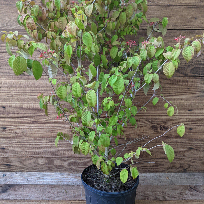 Viburnum, Shasta Doublefile Viburnum