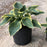 Hosta, First Frost Hosta