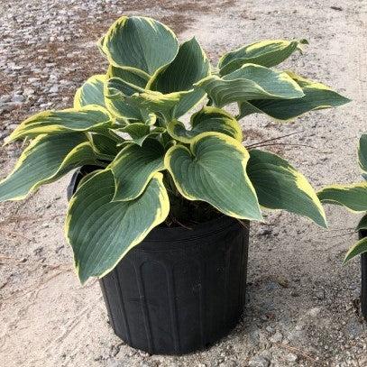 Hosta, First Frost Hosta