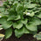 Hosta, Royal Crest Hosta