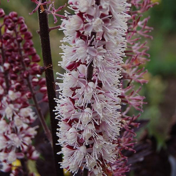 Cohosh, Brunette Bugbane