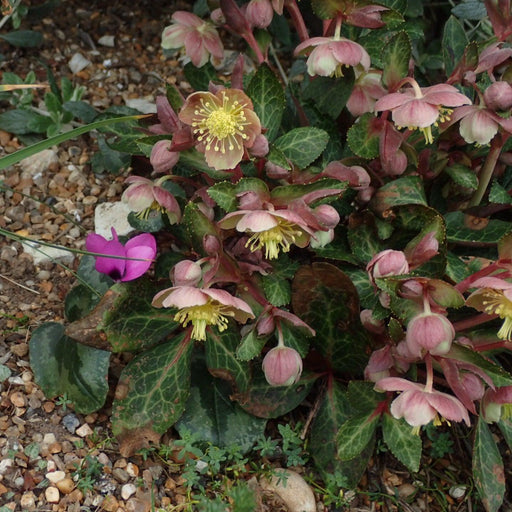 Hellebore, FrostKiss™ Pippa's Purple Lenten Rose