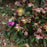 Hellebore, FrostKiss™ Pippa's Purple Lenten Rose