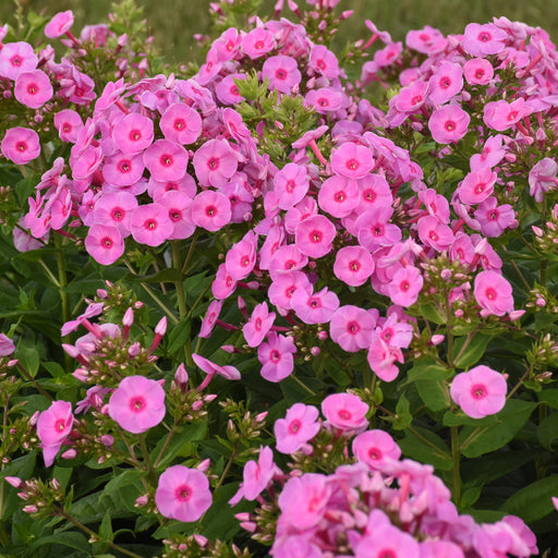 Phlox, Luminary® Prismatic Pink Phlox