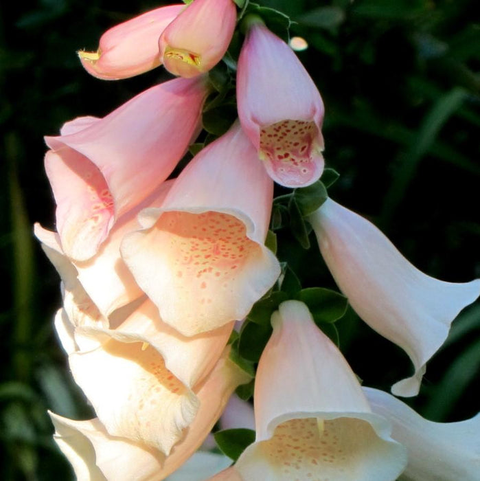 Foxglove, Dalmatian Peach Foxglove