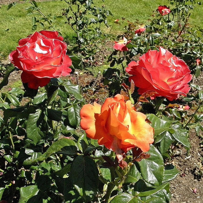 Rose, Voodoo Rose