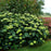 Hydrangea, Invincibelle Sublime™ Smooth Hydrangea