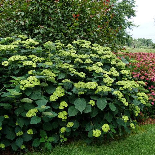 Hydrangea, Invincibelle Sublime™ Smooth Hydrangea