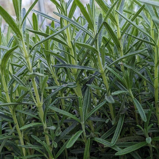 Rosemary, Gorizia Rosemary