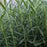 Rosemary, Gorizia Rosemary