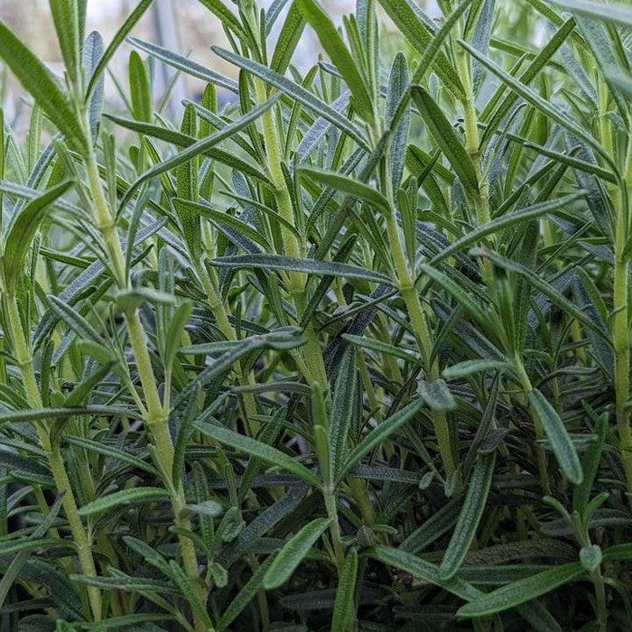 Rosemary, Gorizia Rosemary