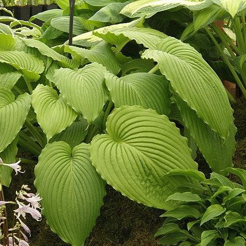 Hosta, Dancing Queen Hosta