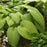 Hosta, Dancing Queen Hosta