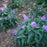Butterfly Bush, Pugster® Amethyst Butterfly Bush