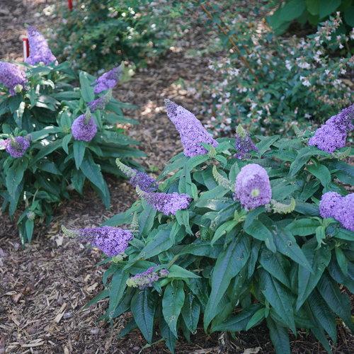 Butterfly Bush, Pugster® Amethyst Butterfly Bush