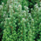 Cedar, Top Point Dwarf White Cedar