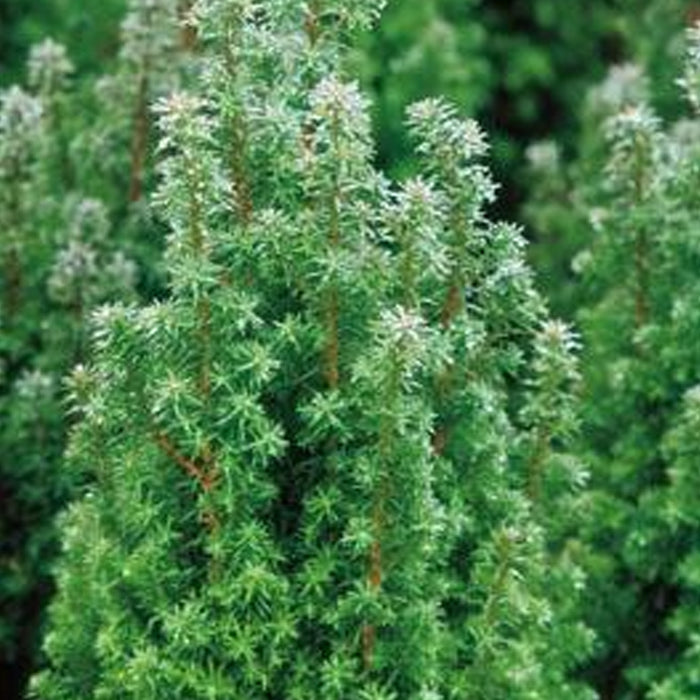 Cedar, Top Point Dwarf White Cedar