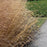 Grass, Heavy Metal Switch Grass