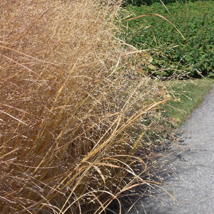 Grass, Heavy Metal Switch Grass