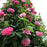 Rose, Zéphirine Drouhin Rose
