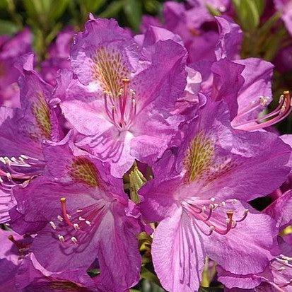 Rhododendron, Lee's Dark Purple Rhododendron
