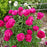 Paeonia lactiflora 'Kansas'  - Kansas Peony