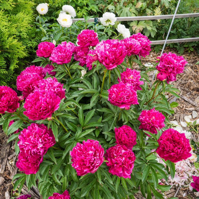 Paeonia lactiflora 'Kansas'  - Kansas Peony